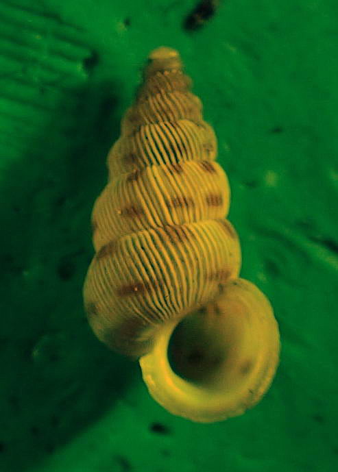 Cochlostoma westerlundi yapigium  (Westerlund, 1885)